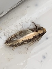 Monopis crocicapitella