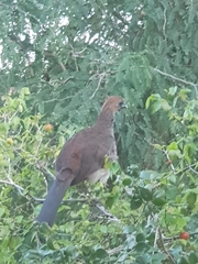 Ortalis araucuan