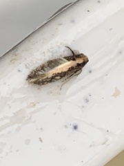 Monopis crocicapitella