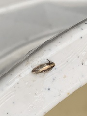 Monopis crocicapitella