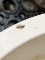 Monopis crocicapitella