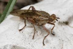Salticella fasciata