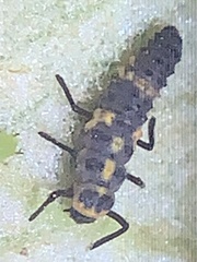 Cycloneda sanguinea