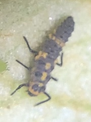 Cycloneda sanguinea