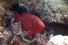 Priacanthus hamrur