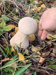 Lycoperdon excipuliforme