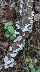 Trichaptum abietinum