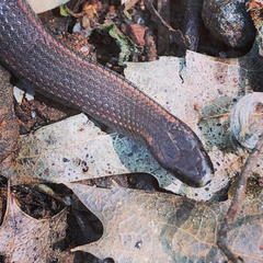 Contia tenuis