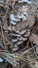 Trichaptum abietinum