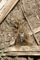 Salticella fasciata