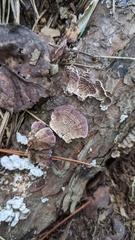 Trichaptum abietinum