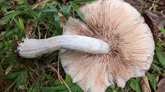 Entoloma rhodopolium