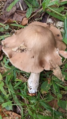 Entoloma rhodopolium