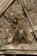 Salticella fasciata