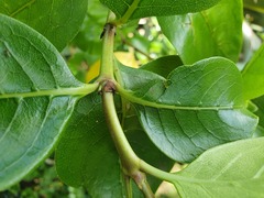 Coprosma macrocarpa