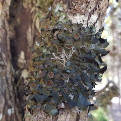 Pleurosticta acetabulum