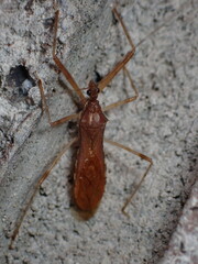 Rocconota annulicornis