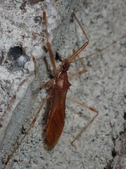 Rocconota annulicornis