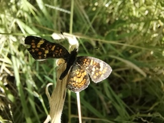 Phyciodes