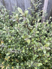 Corokia