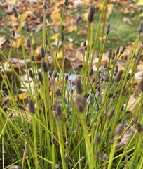 Eleocharis obtusa