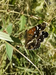 Anthanassa texana texana