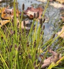 Eleocharis obtusa