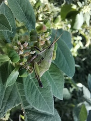 Sphenarium