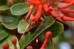 Cadeguala occidentalis