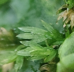 Fissidens