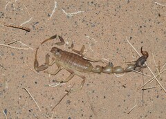 Androctonus amoreuxi