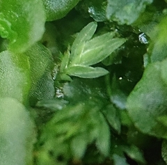 Fissidens