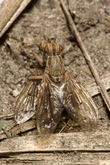 Salticella fasciata