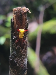 Micrathena guerini