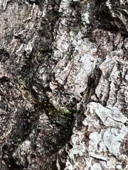 Brachyponera chinensis