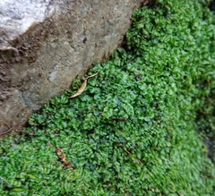 Fissidens