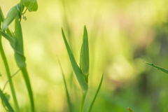 Sisyrinchium graminifolium