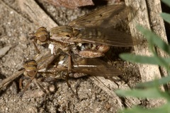 Salticella fasciata