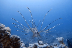 Pterois miles