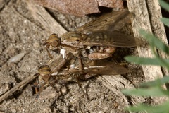 Salticella fasciata