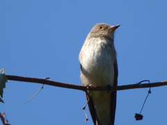 Muscicapa striata