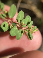 Euphorbia blodgettii