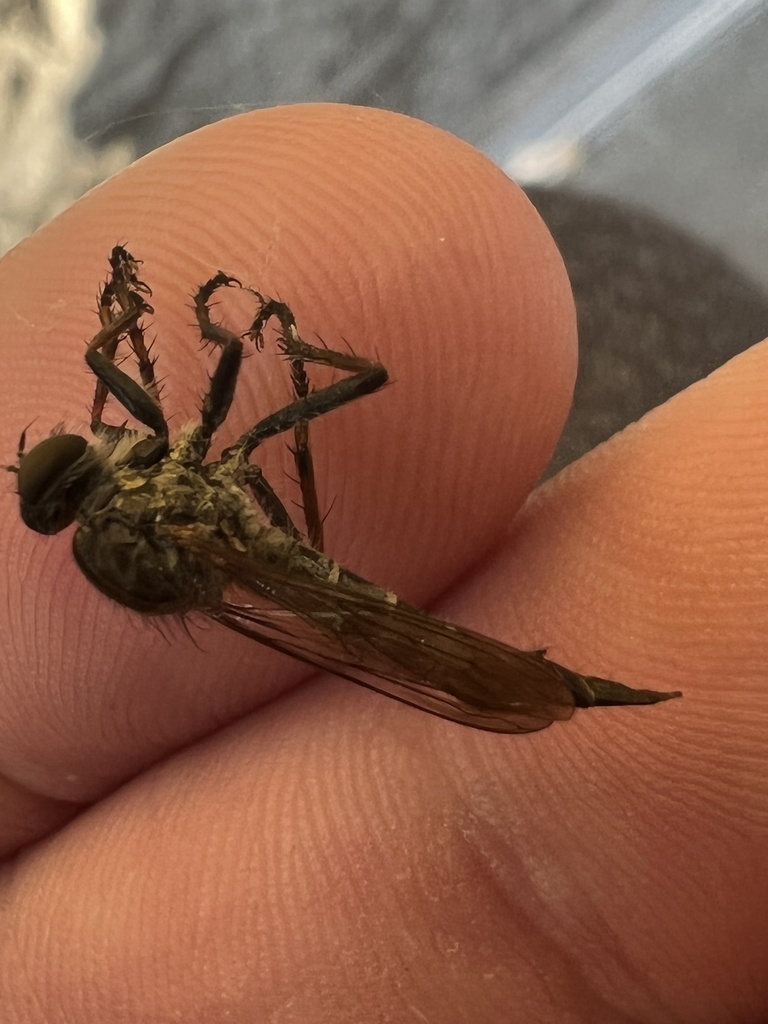 Machimus sadyates from suny college of environmental science and