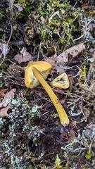 Hygrocybe