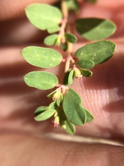 Euphorbia blodgettii