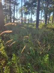 Sorghastrum secundum