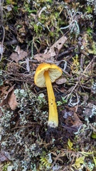 Hygrocybe