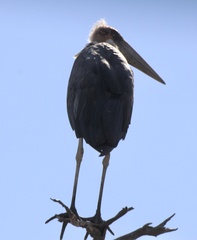 Leptoptilos crumenifer