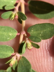 Euphorbia blodgettii