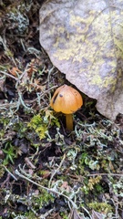 Hygrocybe